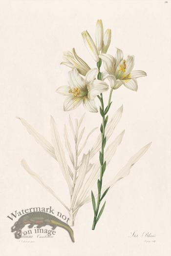 Les Liliacees Redoute 199